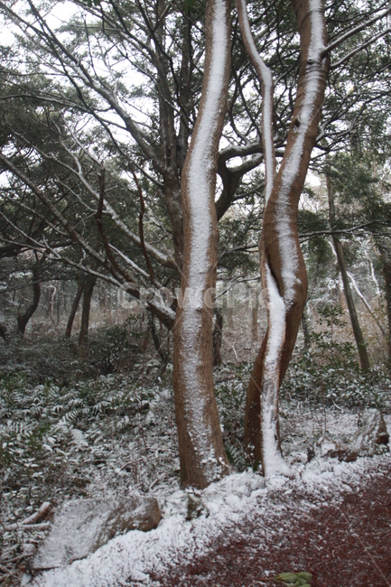 제주도,제주도풍경,비자림,나무,겨울나무
