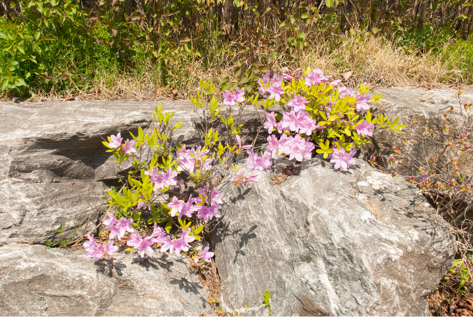 산철쭉,철쭉,봄,꽃,생화,공원,식물,조경,분홍,spring,season,flowe,만개,만발,자연,향기,아름다운,화사한,나뭇가지,봄꽃,돌,봄,계절,spring,season,식물,자연,plants,nature,꽃,flower,plant,blossom,geranium,제라늄
