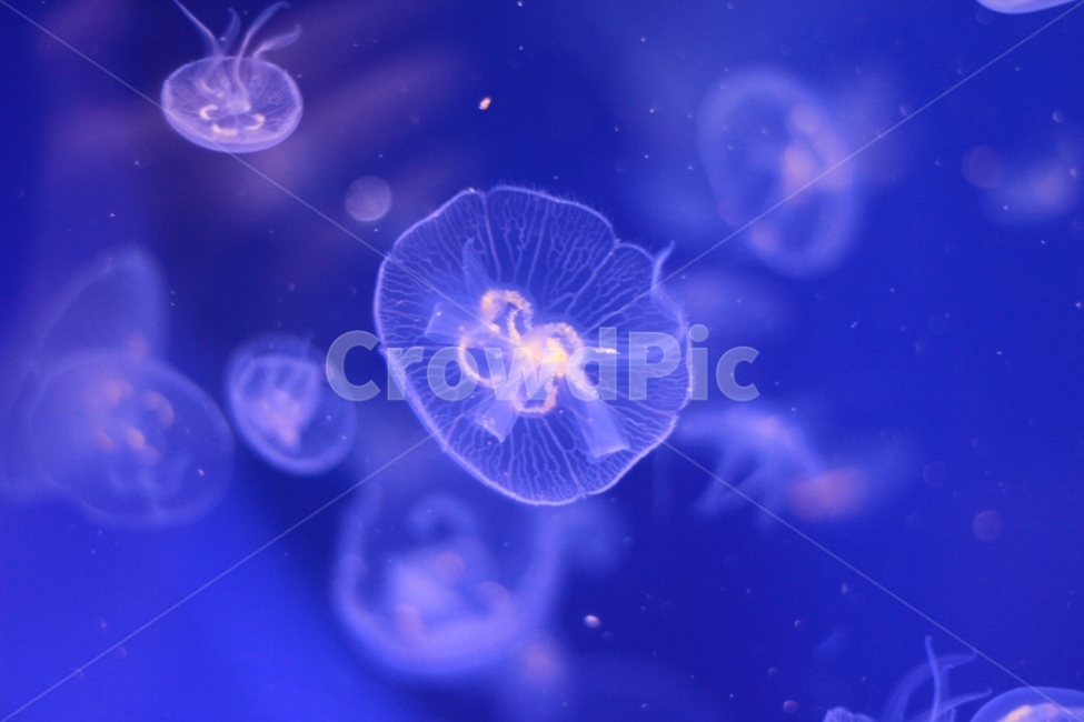 아쿠아리움,해파리,jellyfish,강장동물,aquarium,동물,animal,색깔,색상,색채,색감,color sense,color sensitivity,feeling of color