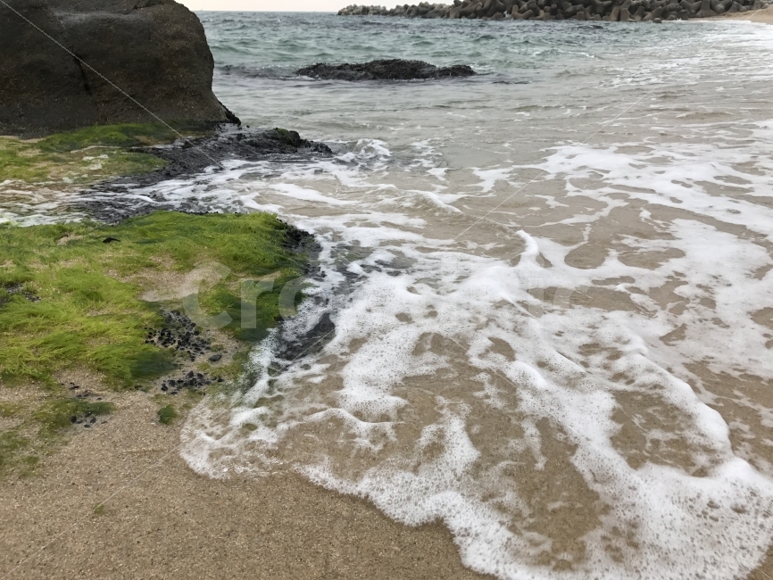 경치,풍경,바다,여행,동해,자연,풍경,nature,landscape,해변,바다,beach,sea,plant,식물
