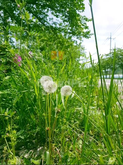 꽃,flower,민들레,민들레홀씨,홀씨,들꽃,풀,야생화,길가,잡초,봄,봄꽃,시골길,길,Dandelion,seed,wildflower,weed,street,식물,자연,plants,nature,꽃,flower