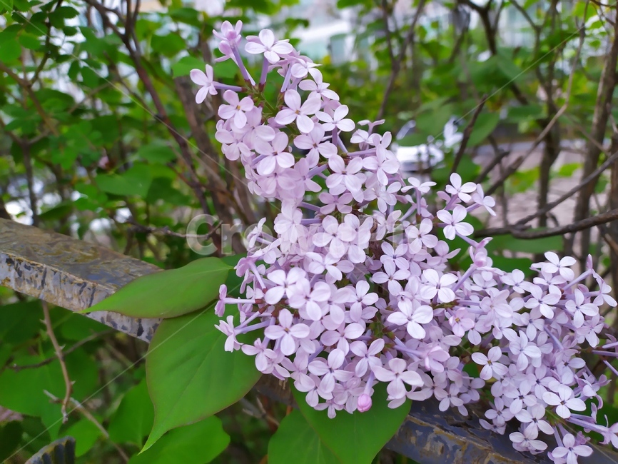 라일락,들꽃,보라색꽃,lilac,꽃다발,식물,자연,plants,nature,꽃,flower