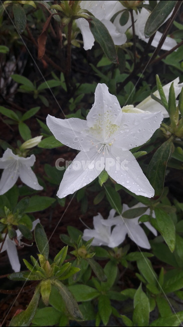 비,철쭉,초록,빗방울,흰색,식물,자연,plants,nature,꽃,flower