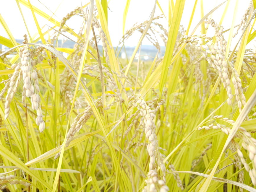 벼,가을,들,plant,식물,field,nature,자연,산업,industry,industrial,농업,농사,agriculture,farming,farming industry