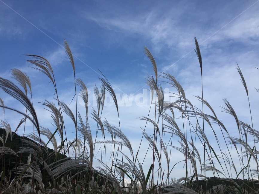 자연,하늘,억새,nature,silvergrass,가을,계절,fall,autumn,season,grass,잔디,plant,식물,lawn