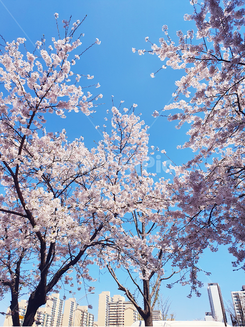 벚꽃,cherryblossom,flower,blossom,봄