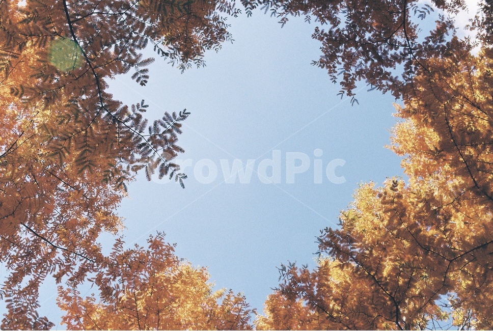 하늘,가을,단풍,나무,숲,공원,가을,계절,fall,autumn,season,자연,풍경,nature,landscape,tree,plant,식물,leaf,잎