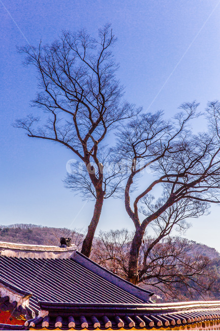 고궁,문화재,기와,문화유산,건축,한국의미,한국전통,한국문화,korean traditional,korean culture,식물,자연,plants,nature,나무,trees,wood,건축물,건물외관,exterior,building,structure,architecture,construction