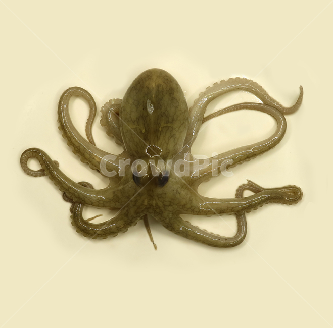 주꾸미,쭈꾸미,문어,낙지,해산물,음식,해물,식재료,요리재료,음식재료,식품,요리,싱싱한,신선한,어류,연체동물,오브젝트,누끼,동물,animal,수산물,해산물,fishery products,seafood