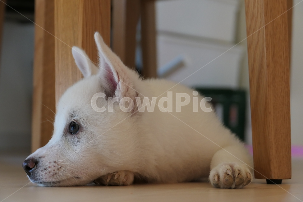 강아지,아기강아지,백구,댕댕이,흰둥이,잡종,귀여움,사랑스러움,babydog,puppy,dog,whitedog,동물,animal,포유류,mammal,개,강아지,dog,doggy