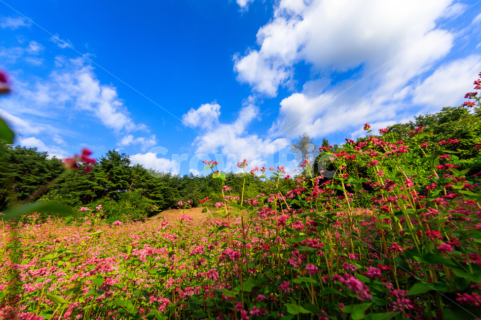 메밀,핑크색,담홍색,농촌,메밀꽃,꽃잎,색깔,화려한,꽃,자연,풍경,nature,landscape,outdoors,옥외