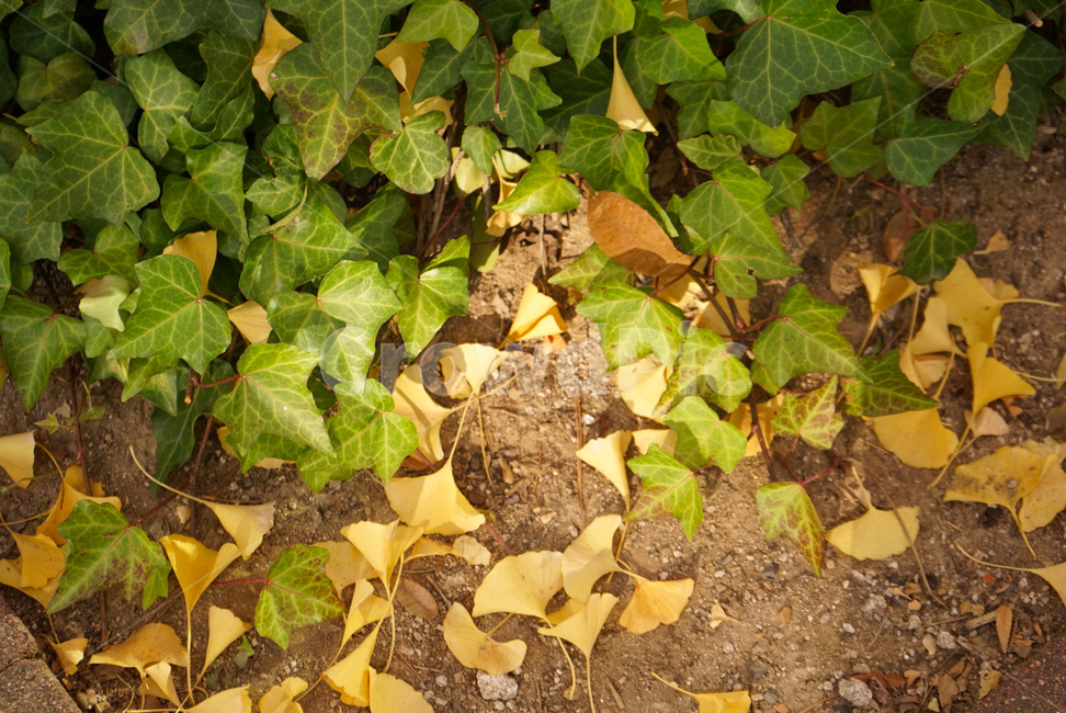 한국,낙엽,은행나무,담쟁이,가을,korea,season,따뜻함,햇살,가을,계절,fall,autumn,season,plant,식물
