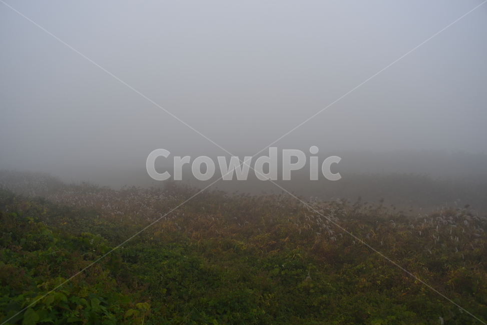 nature,자연,weather,날씨,들,가을안개,안개,fog,mist,풍경,자연,풍경,nature,landscape