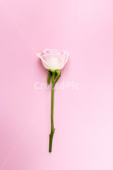 장미,이벤트,사랑,축하,기념일,선물,사진,단독사진,디자인,소스,포토,사진자료,배경,배경사진,백그라운드,한국,동양,아시아,풍경,자연,환경,실외,낮,아침,식물,꽃,봉오리,꽃봉오리,잎,꽃잎,5월,봄,여름,장미꽃,분홍,핑크,pink,생화,생일,로즈데이,크리스마스,프로포즈,발렌타인데이,화이트데이,빼빼로데이,성년의날,식물,자연,plants,nature,꽃,flower,기념일,축하,anniversary,congratulation,celebrate,celebration,연출,컨셉,콘셉,direction,concept,누끼,remove background