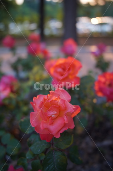 식물,plant,꽃,flower,blossom,장미,rose,식물,자연,plants,nature,꽃,flower