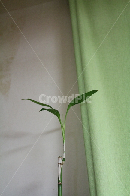 식물,자연,소품,초록,잎사귀,식물,자연,plants,nature
