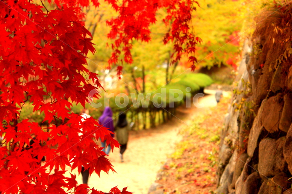 안동,도산서원,단풍,풍경,가을,maple,가을,계절,fall,autumn,season,leaf,잎,plant,식물,tree,나무