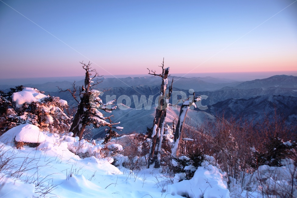 덕유산,설경,풍경,주목,일출,겨울,계절,winter,season,자연,풍경,nature,landscape,한국자연풍경,한국자연경관,korea nature landscape,outdoors,옥외,plant,식물,tree,나무,abies,아비,fir,전나무