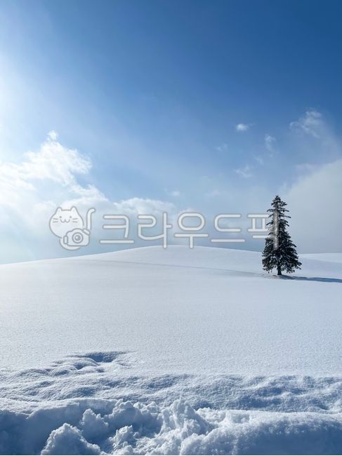 삿포로,비에이,홋카이도,크리스마스나무,자연,겨울,계절,winter,season