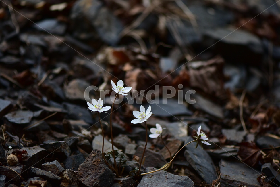 변산바람꽃,야생화,봄,꽃,흰색,자연,식물,식생,봄의전령사,풀꽃,미나리아재비과,plants,nature,spring,season,flower,식물,자연,plants,nature,꽃,flower