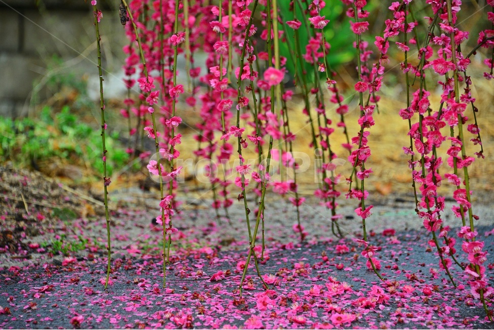 petal,꽃잎,blossom,plant,식물,flower,꽃,홍매화,매화,매실,낙엽