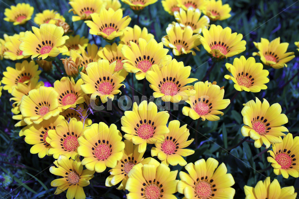 가자니아,식물,꽃,봄,노랑,식물,자연,plants,nature,꽃,flower