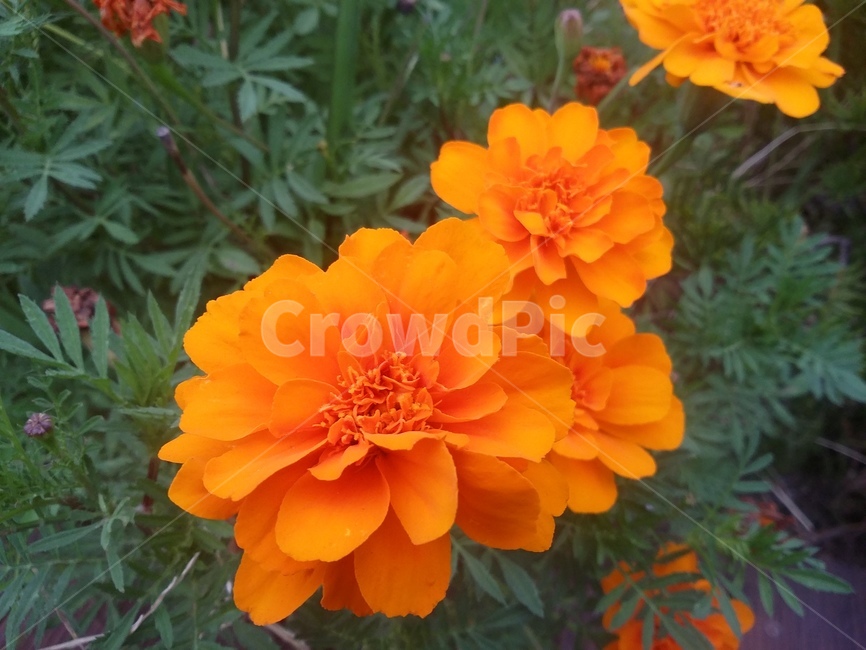 꽃,flower,식물,plant,자연,식물,자연,plants,nature