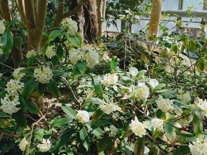 흰색꽃,꽃나무,화목류,꽃,식물,식물,자연,plants,nature,꽃,flower