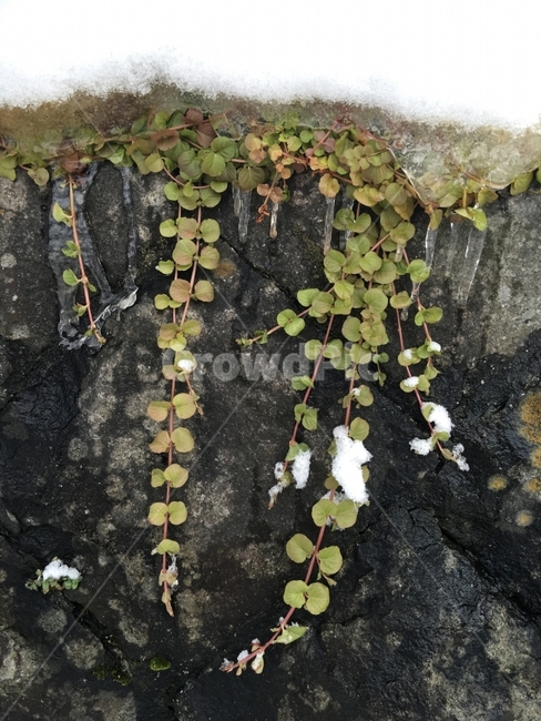 눈,덩쿨식물,덩쿨,잎,풀,돌,바위,겨울,자연,겨울,계절,winter,season,식물,자연,plants,nature