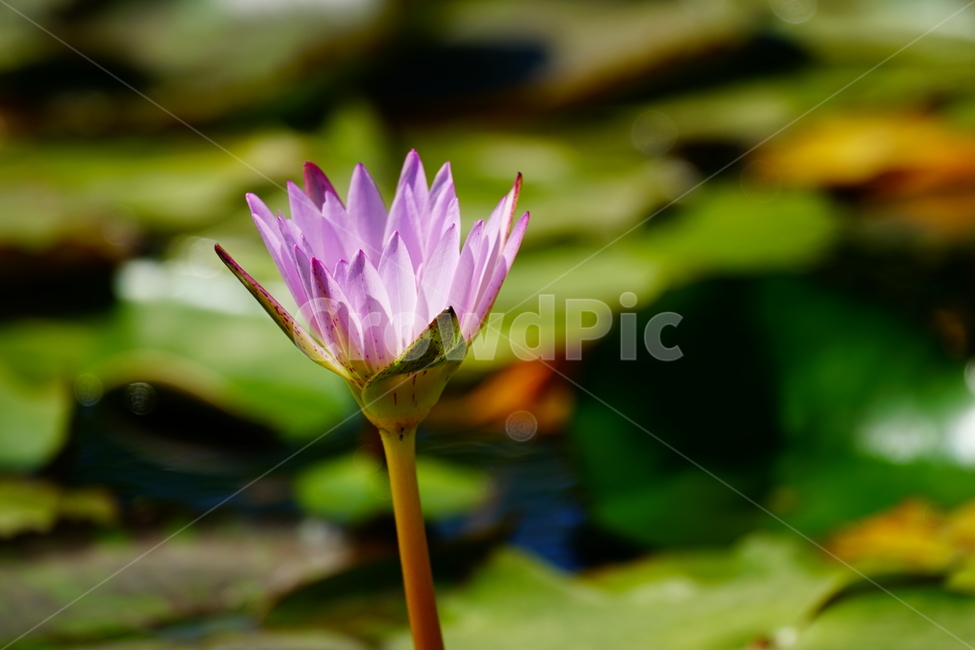 수련,연꽃,여름꽃,플라워,flower,lotus,waterlily,pondlìly,식물,자연,plant,nature,연못,연잎,연꽃잎,꽃,수생식물,pond,수중식물,여름,summer