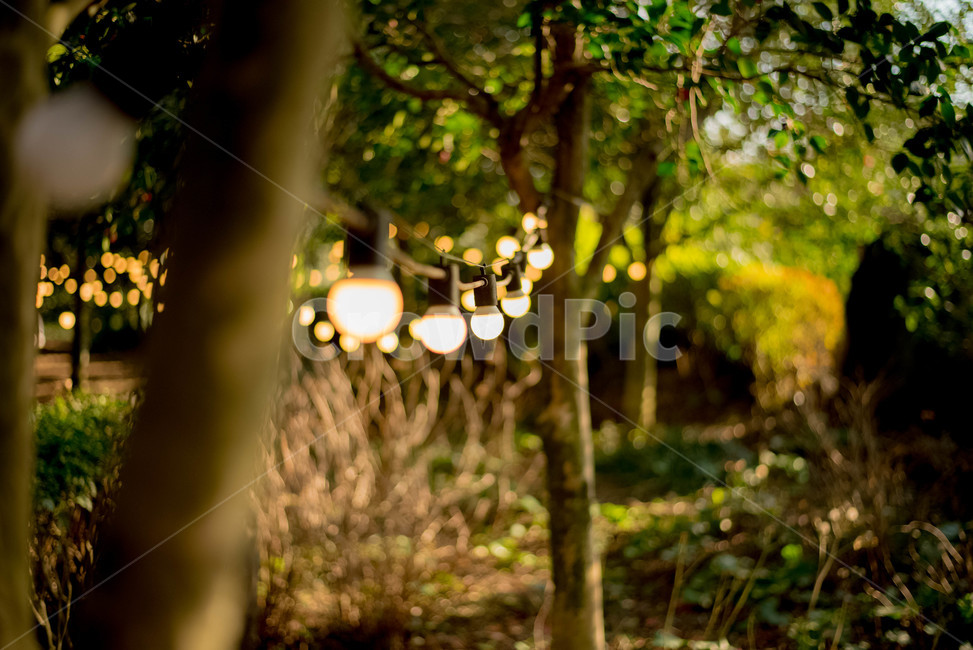 등불,빛,풍경,나무,식물,자연,풍경,nature,landscape,감성,sensible,feeling,tree,plant