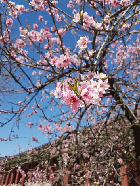나무,tree,plant,식물,봄,꽃,flower,하늘