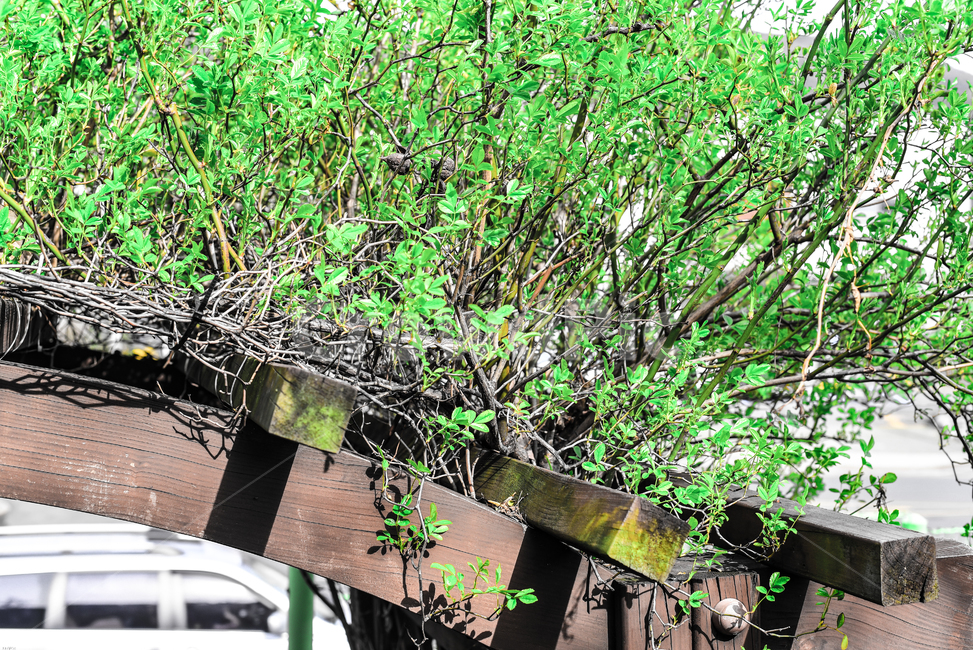 풀,초록,봄,자연,파릇파릇,식물,자연,plants,nature