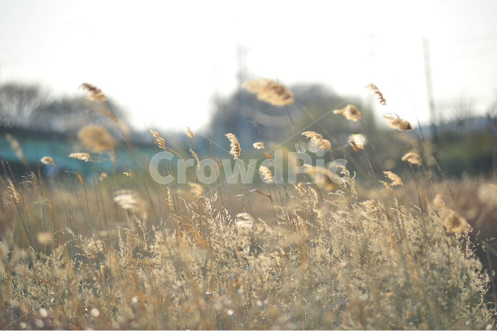 봄,배경,자연,하늘,바람,가을,계절,fall,autumn,season,plant,식물,grass,잔디,lawn