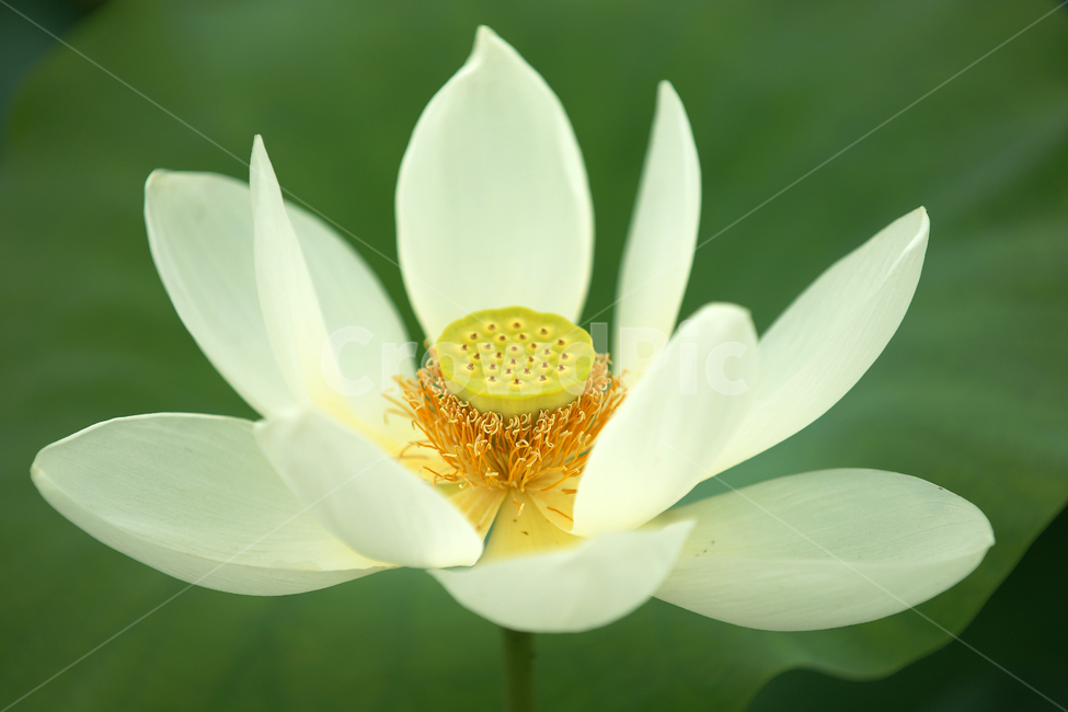 연꽃,여름,매크로,lotus,연꽃잎,식물,자연,plants,nature,꽃,flower