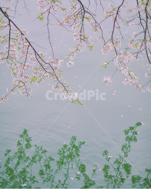 봄,호수,벚꽃,벚나무,꽃잎,봄,계절,spring,season,식물,자연,plants,nature,꽃,flower,감성,sensible,feeling,plant