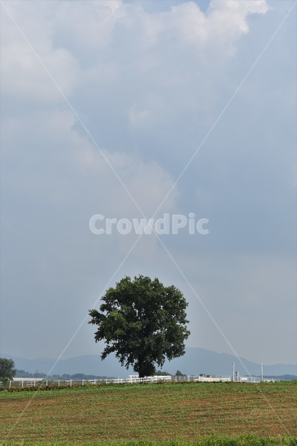 nature,자연,outdoors,옥외,나무,plant,식물