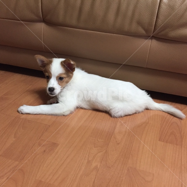 강아지,믹스견,귀여운강아지,깜찍한강아지,엎드린강아지