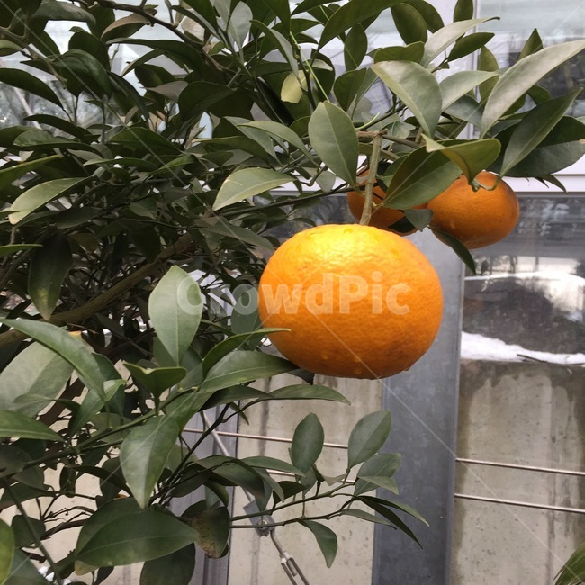 orange,주황색,식물,감귤류과일,fruit,음식,과일,plant,citrusfruit,귤,오렌지