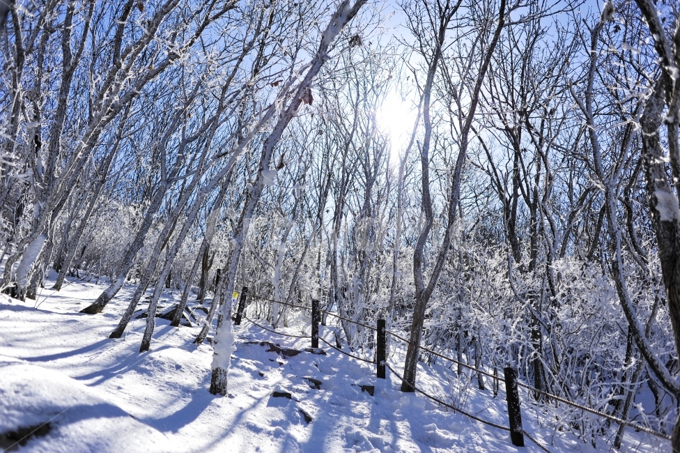 설산,눈,아무,스앱,겨울,겨울,계절,winter,season,식물,자연,plants,nature,나무,trees,wood