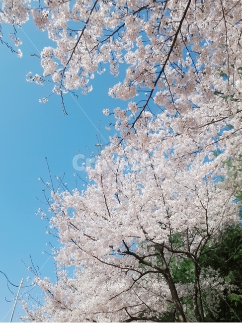 벚꽃,봄,꽃,하늘,사랑,4월,추억,꽃내음,아름다움