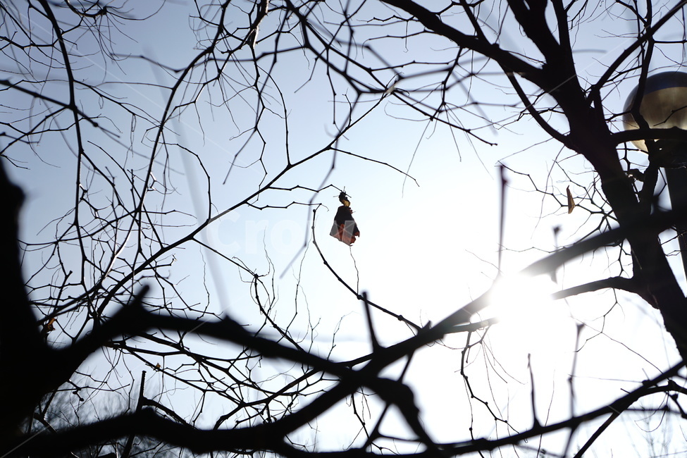sunlight,winter sunshine,fallen leaves,desolation,tree branch,tree,winter,ice,leaf,winter tree,the last leaf