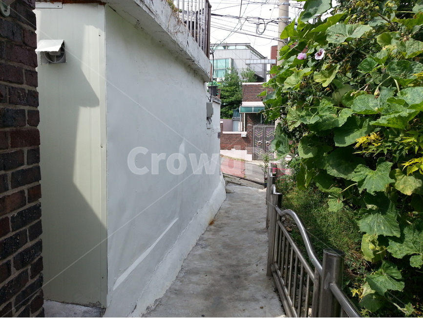 골목길,박꽃,도시변두리,달동네,여름,식물,도시,풍경,city,landscape,한국도시풍경,한국도시경관,korea cityscape,골목길,alley,handrail,난간,banister,railing