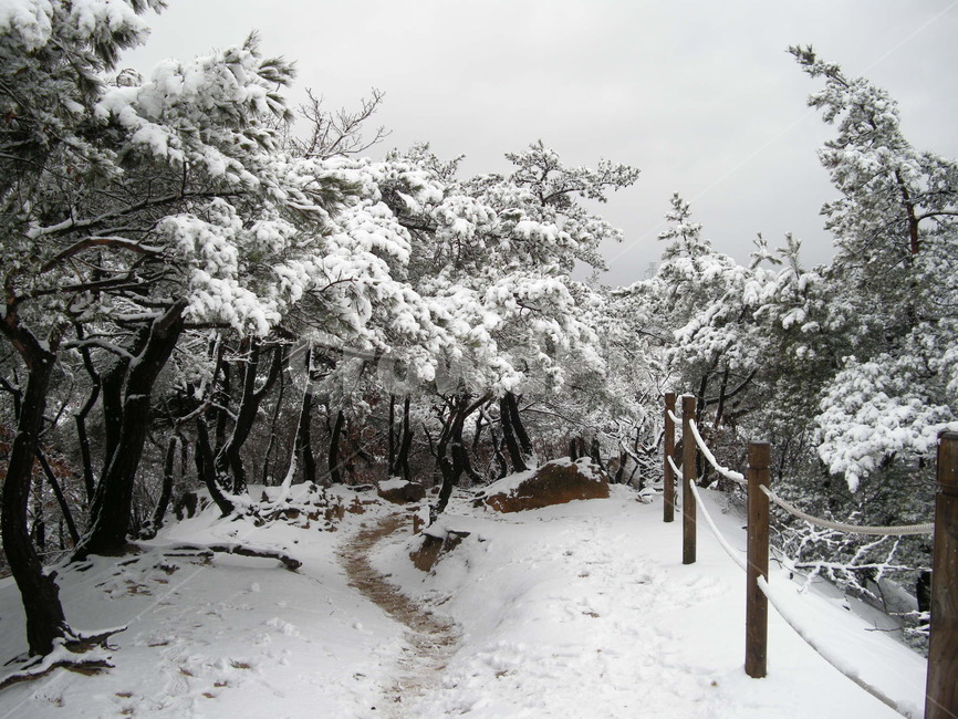 눈,눈꽃,설화,폭설,겨울,등산로,나무,길,snow,winter,mountain,climbing,수락산,tree,plant,식물,outdoors,옥외,nature,자연