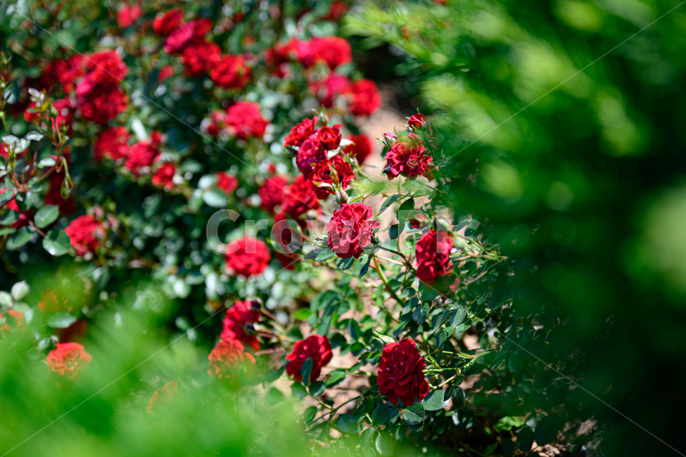 장미,장미숲,장미공원,장미축제,빨간장미,덩쿨장미,장미송이,식물,자연,plants,nature,꽃,flower