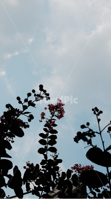식물,하늘,맑음,자연,꽃,감성,식물,자연,plants,nature