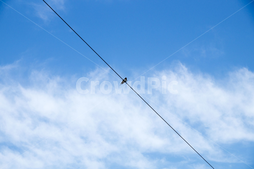 바다제비,전깃줄,푸른하늘,새,구름,맑은,화창한,콘트라스트,blue,bluesky,bird,동물,animal,조류,새,birds