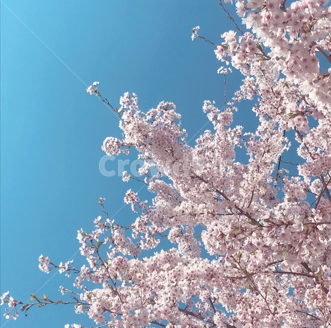 벚꽃,벚꽃나무,봄,spring,4월