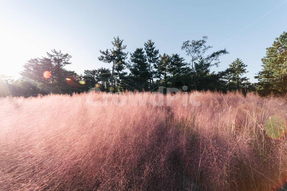 pinkmuhlygrass,핑크뮬리,가을꽃,꽃,핑크,pink,tree,나무,소나무,정원,가을,계절,fall,autumn,season,plant,식물