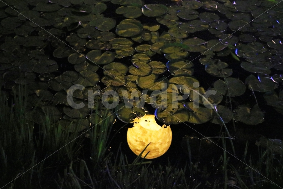 달,연못,축제,마음,평온,자연,풍경,nature,landscape,야경,밤,nightscape,night,연출,컨셉,콘셉,direction,concept,plant,식물